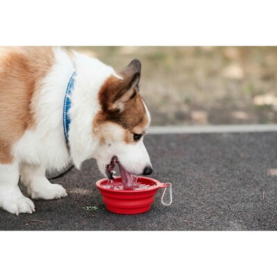Składana miska dla psa | Platora z nadrukiem Twojego logo, materiał: tpr, kolor: czerwony Składana miska dla psa | Platora z nadrukiem Twojego logo, materiał: tpr, kolor: czerwony